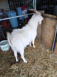 Sannen purebred Male goat - Photo 3