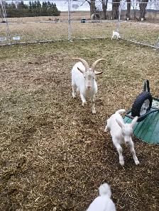 Sannen purebred Male goat - Photo 4