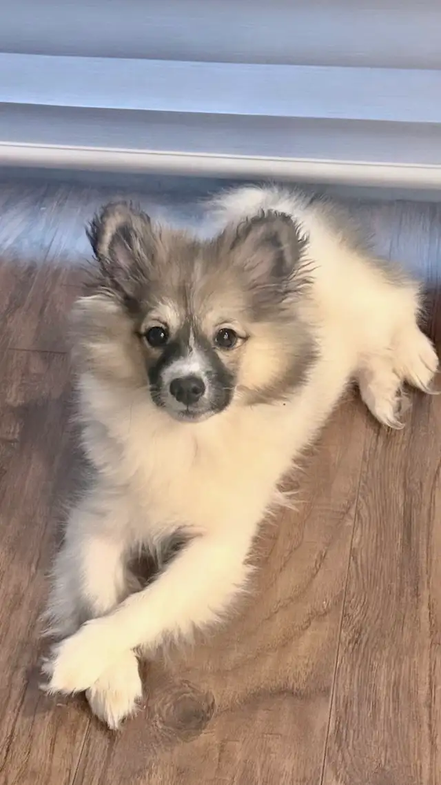 female pomeranian