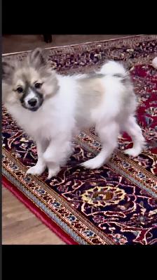 female pomeranian - Photo 2