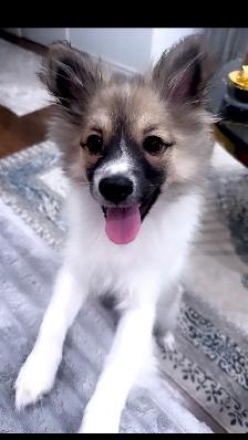 female pomeranian - Photo 3