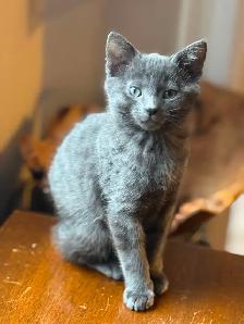 Kitten 3 months old all grey, free. Sidney. 672-974-5112
