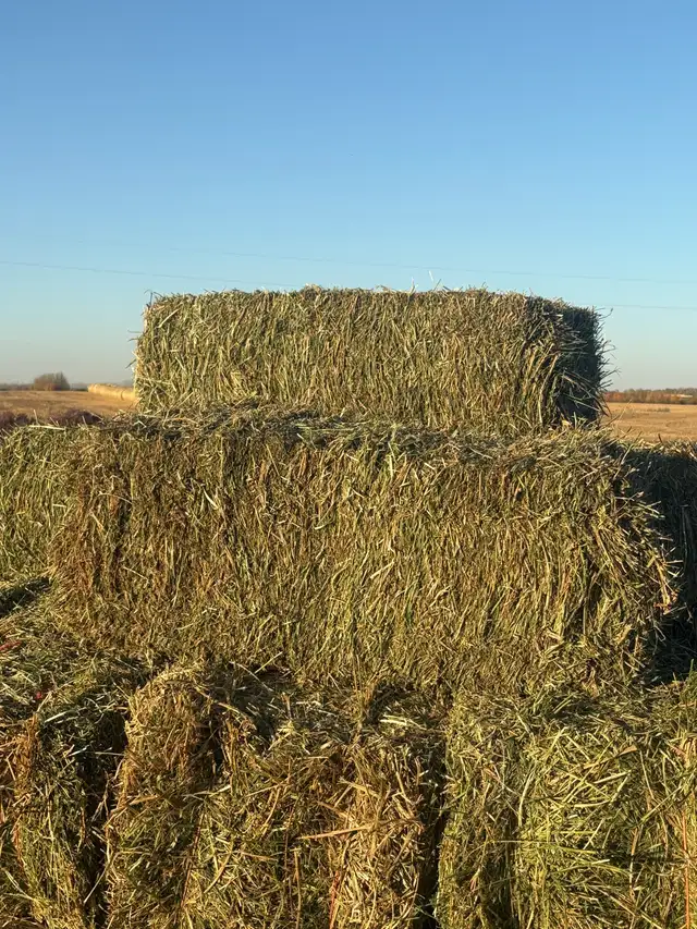 2025 3rd cut alfalfa squares