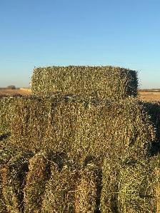 2025 3rd cut alfalfa squares