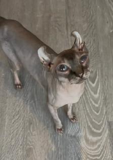 SPHYNX Elf