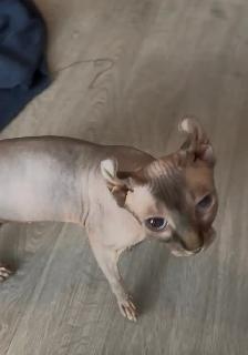 SPHYNX Elf - Photo 2