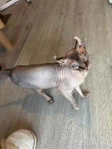 SPHYNX Elf - Photo 3