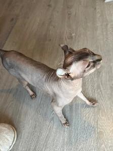 SPHYNX Elf - Photo 4