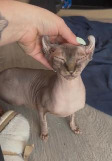 SPHYNX Elf - Photo 5