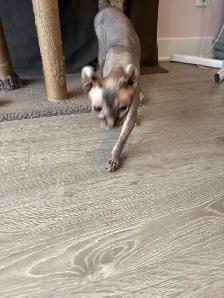 SPHYNX Elf - Photo 6