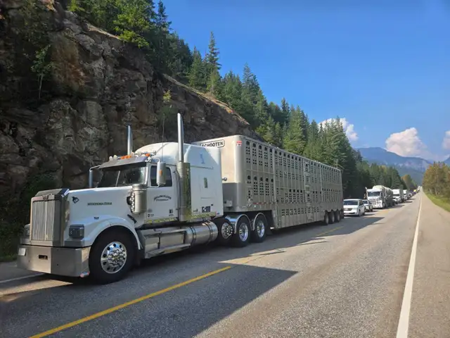 Cattle hauler wanted - Photo 2