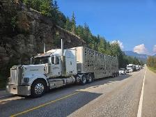 Cattle hauler wanted - Photo 2