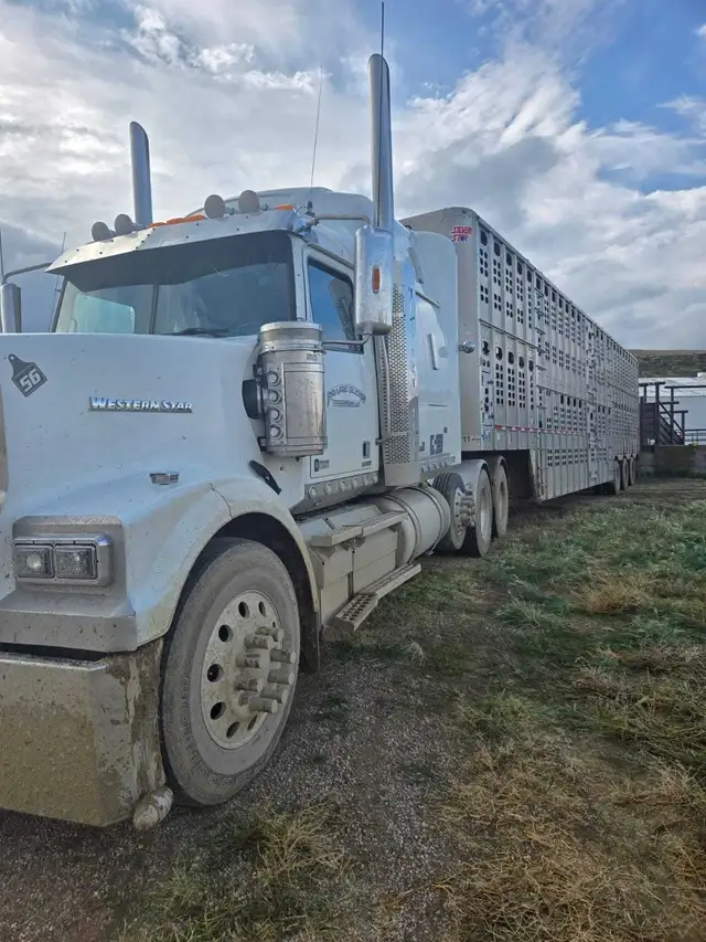 Cattle hauler wanted - Photo 5