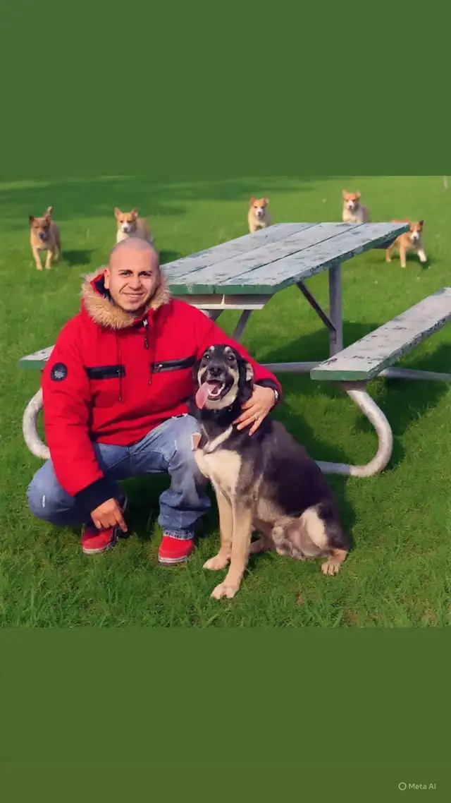 PUPPY AND ADULT DOG TRAINING