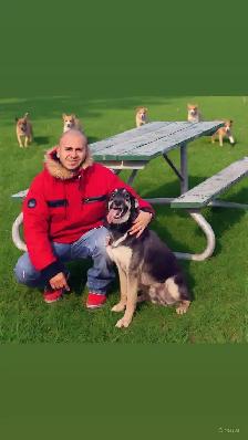 PUPPY AND ADULT DOG TRAINING