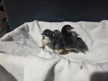 Serama Chicks - Photo 2