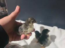 Serama Chicks - Photo 3