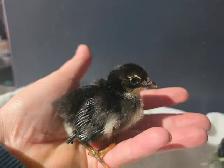 Serama Chicks - Photo 4