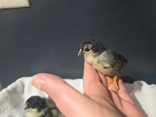 Serama Chicks - Photo 5