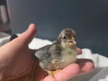 Serama Chicks - Photo 6