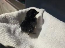 Serama Chicks - Photo 7