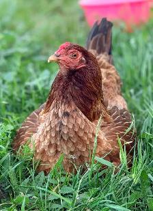 chicken manure for Sale