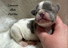FRENCH BULLDOG PUPPIES - Photo 2