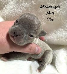 FRENCH BULLDOG PUPPIES - Photo 3