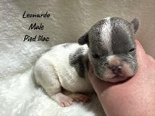 FRENCH BULLDOG PUPPIES - Photo 5