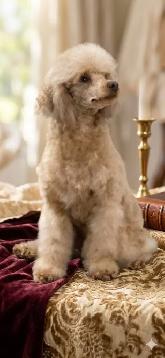 Toy Poodle - Photo 3