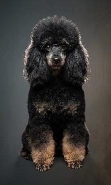 Toy Poodle - Photo 5