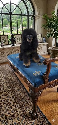 Toy Poodle - Photo 6