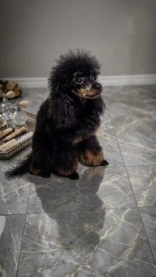 Toy Poodle - Photo 7