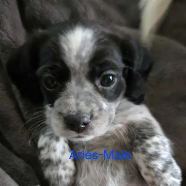 cockerspaniel x shitzu puppies