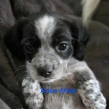 cockerspaniel x shitzu puppies