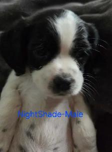 cockerspaniel x shitzu puppies - Photo 2