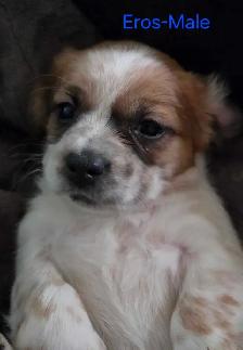 cockerspaniel x shitzu puppies - Photo 3