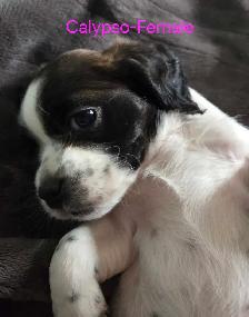 cockerspaniel x shitzu puppies - Photo 4