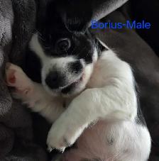 cockerspaniel x shitzu puppies - Photo 5