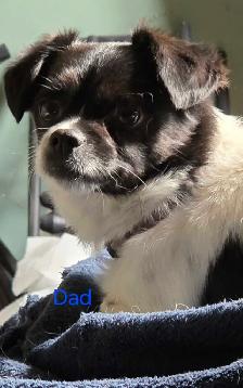 cockerspaniel x shitzu puppies - Photo 6