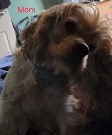 cockerspaniel x shitzu puppies - Photo 7