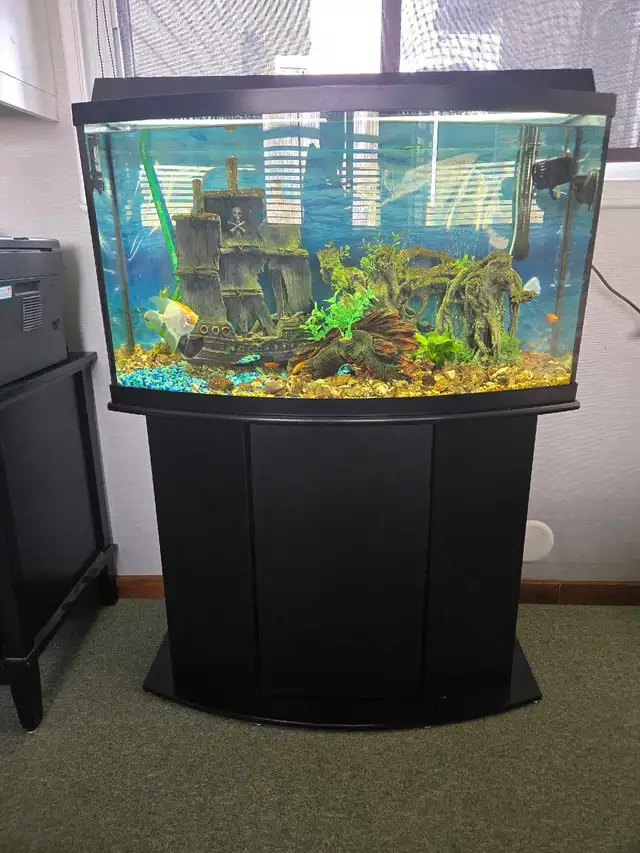 Bow Front Aquarium 36' wide