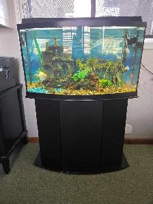Bow Front Aquarium 36' wide