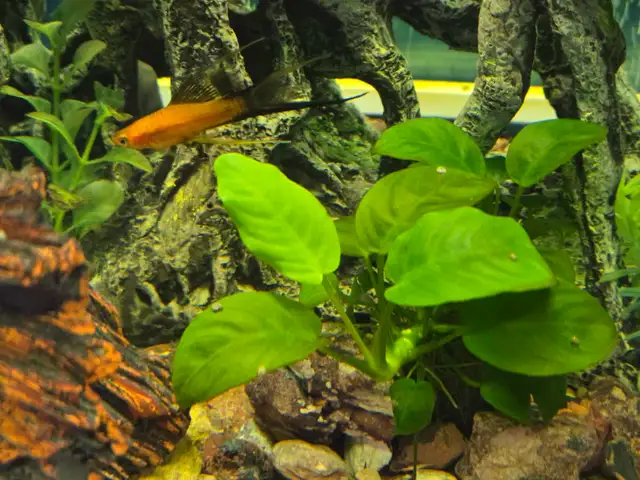 Bow Front Aquarium 36' wide - Photo 3