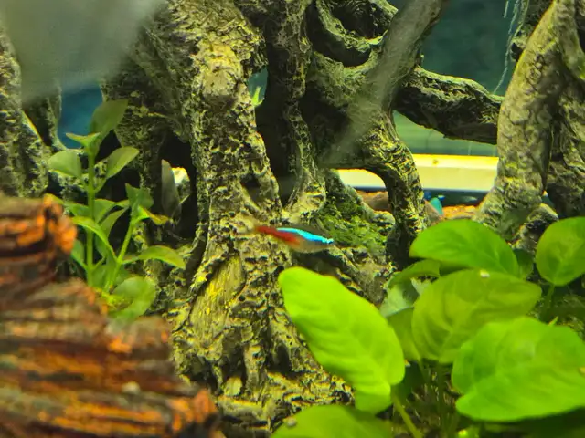 Bow Front Aquarium 36' wide - Photo 4