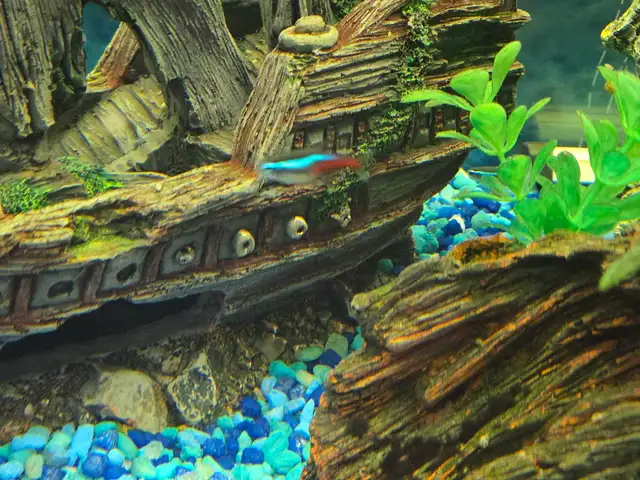 Bow Front Aquarium 36' wide - Photo 5