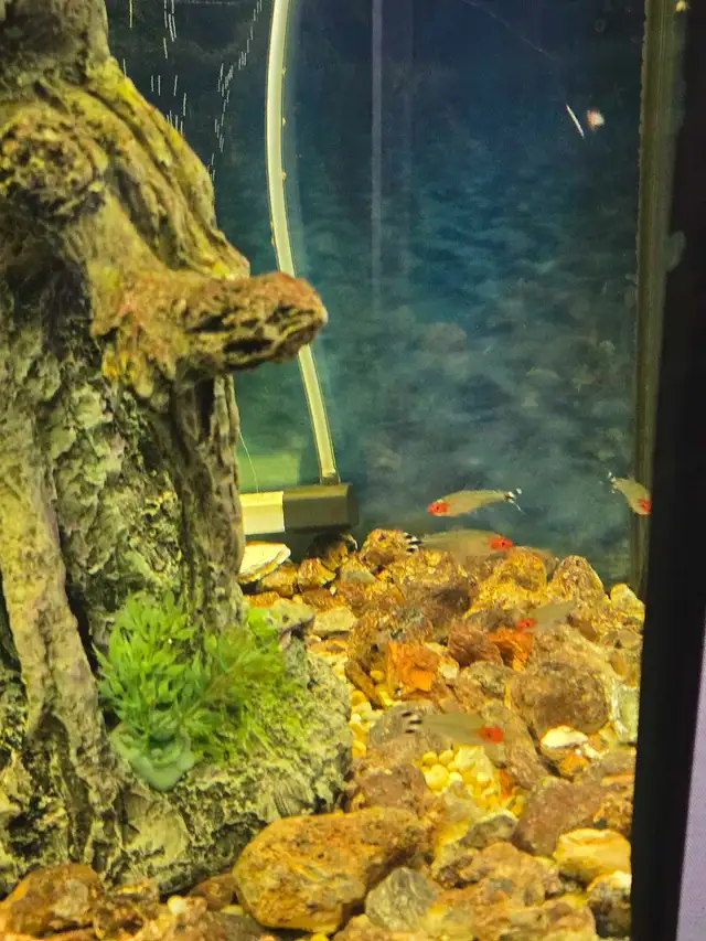 Bow Front Aquarium 36' wide - Photo 6