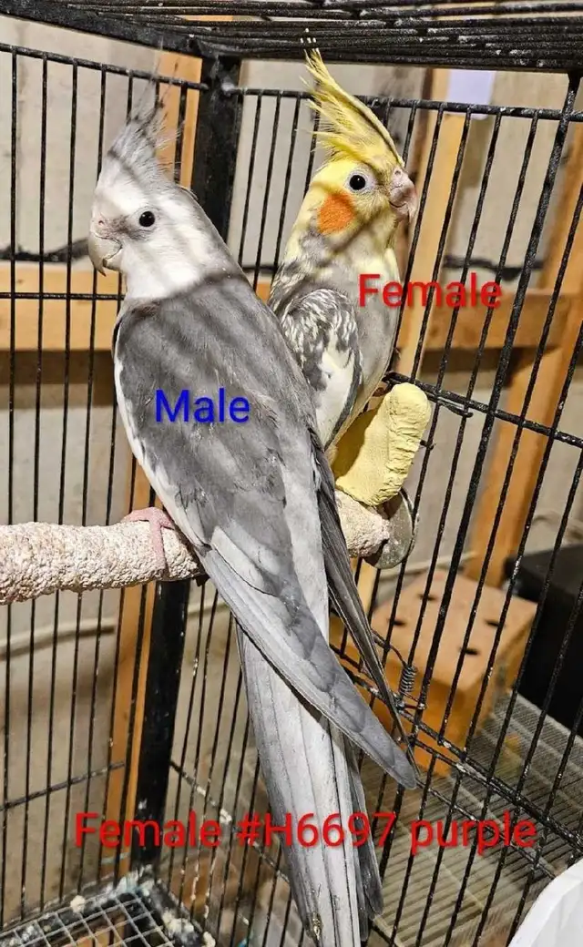 Adoranble bonded pair