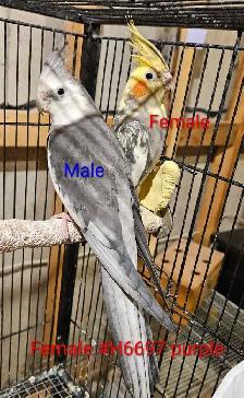 Adoranble bonded pair