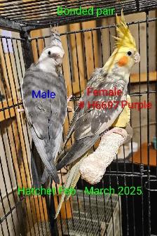 Adoranble bonded pair - Photo 2